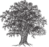 Oakwood Management Consulting Logo