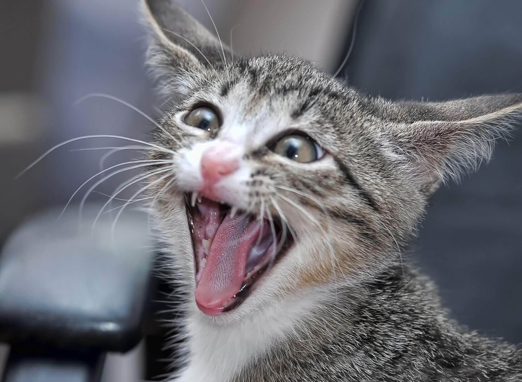 Cat screaming