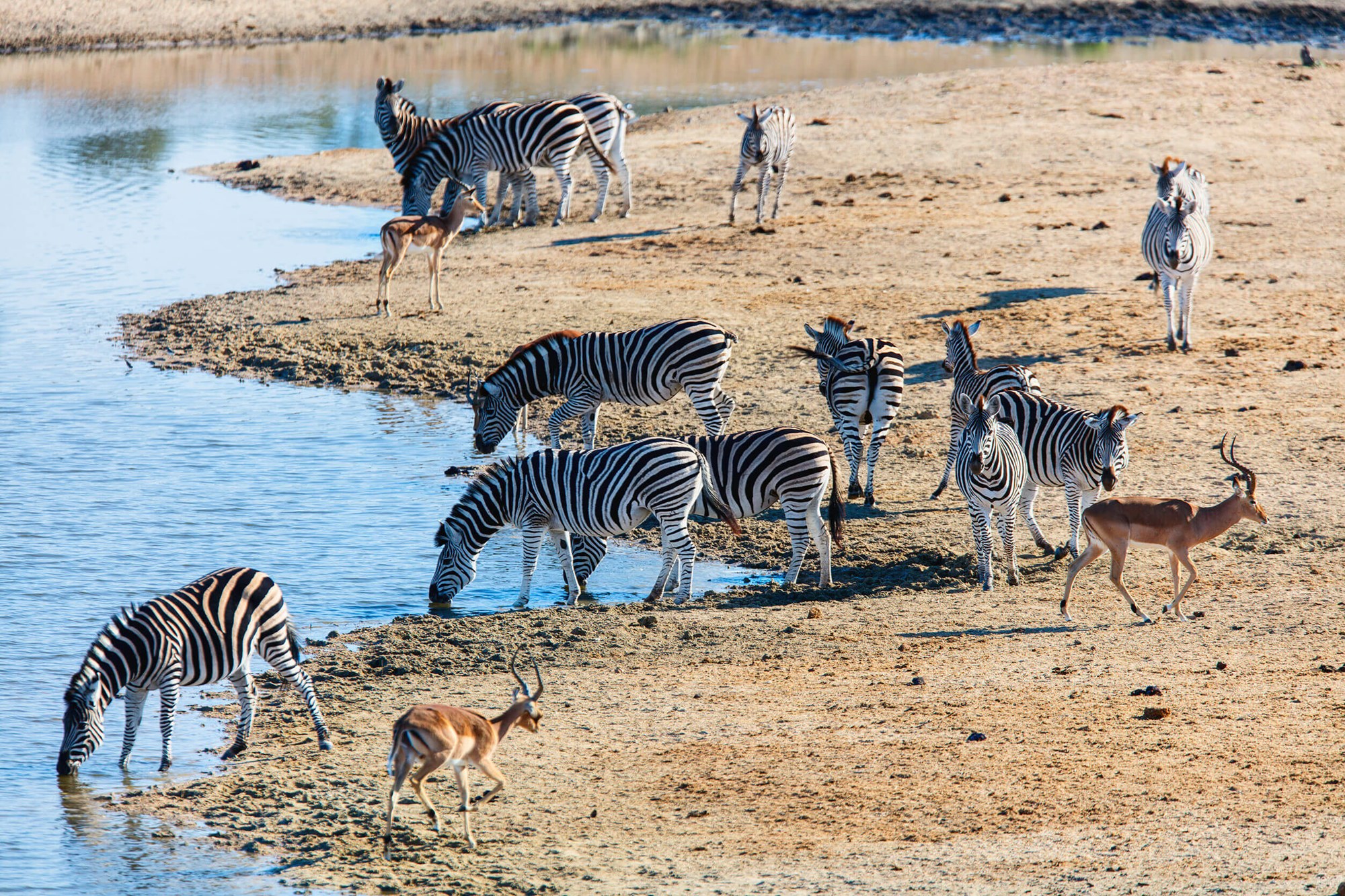 Zebra family drinking water